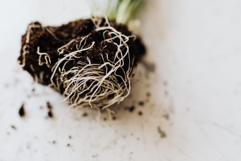 Tending to Our Roots